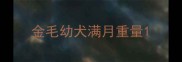 金毛幼犬满月重量