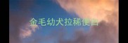 金毛幼犬拉稀便白