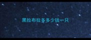 黑拉布拉多多少钱一只