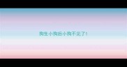 狗生小狗后小狗不见了