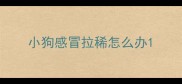 小狗感冒拉稀怎么办