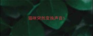 猫咪突然变换声音