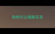 狗狗可以喝菊花茶