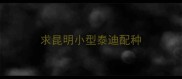 求昆明小型泰迪配种