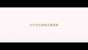 六个月大的哈士奇多高