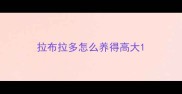 拉布拉多怎么养得高大