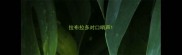 拉布拉多对口哨声