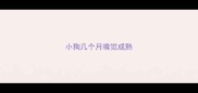 小狗几个月嗅觉成熟