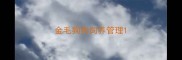 金毛狗狗饲养管理