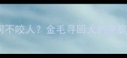 拉布拉多犬为何不咬人金毛寻回犬的家庭友好训练指南