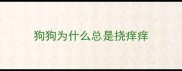 狗狗为什么总是挠痒痒