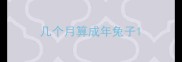 几个月算成年兔子