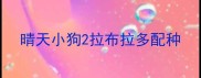 晴天小狗2拉布拉多配种