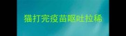 猫打完疫苗呕吐拉稀