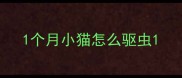 1个月小猫怎么驱虫