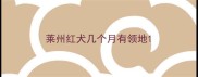 莱州红犬几个月有领地