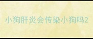 小狗肝炎会传染小狗吗