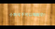 小狗可不可以喝酸奶