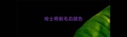 哈士奇剃毛后颜色