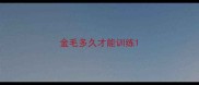金毛多久才能训练