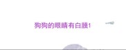 狗狗的眼睛有白膜