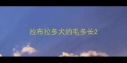 拉布拉多犬的毛多长