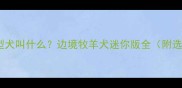 边牧小型犬叫什么边境牧羊犬迷你版全附选购指南