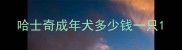 哈士奇成年犬多少钱一只