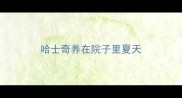 哈士奇养在院子里夏天