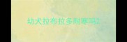 幼犬拉布拉多耐寒吗