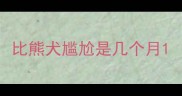 比熊犬尴尬是几个月