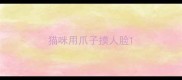 猫咪用爪子摸人脸