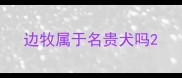 边牧属于名贵犬吗