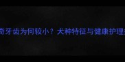 哈士奇牙齿为何较小犬种特征与健康护理指南