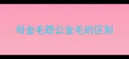 母金毛跟公金毛的区别