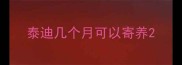 泰迪几个月可以寄养