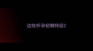 边牧怀孕初期特征