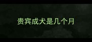 贵宾成犬是几个月