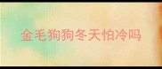 金毛狗狗冬天怕冷吗