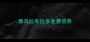 青岛拉布拉多免费领养