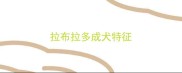 拉布拉多成犬特征