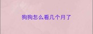 狗狗怎么看几个月了