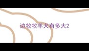 边牧牧羊犬有多大
