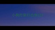 小狗打架打出伤口