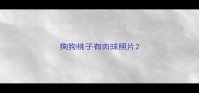 狗狗桃子有肉球照片