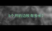 5个月的边牧有多长