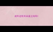 成年边牧耳朵直立纯吗