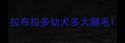 拉布拉多幼犬多大腿毛