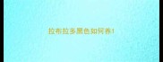 拉布拉多黑色如何养
