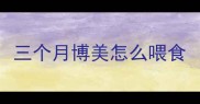 三个月博美怎么喂食